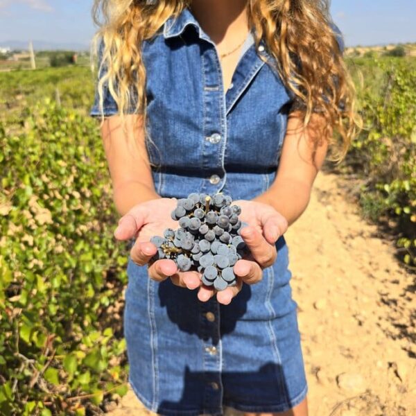 cata-de-vinos-requena