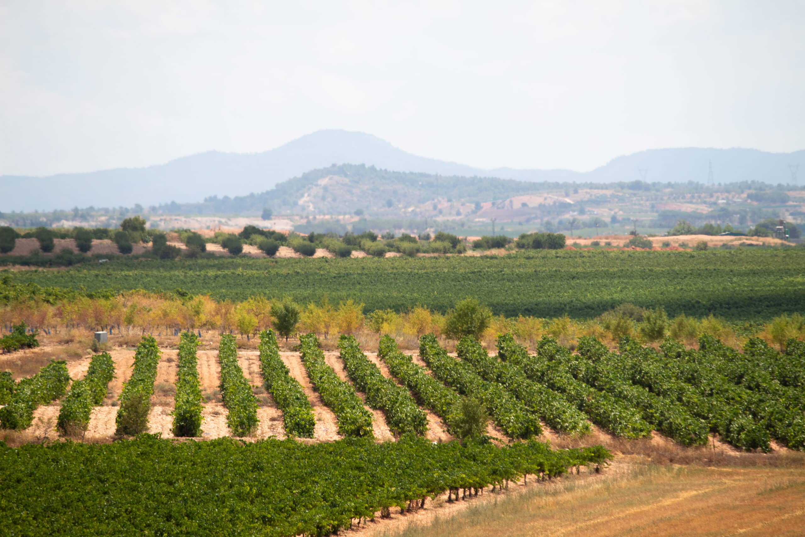 Viñedos de Requena en la excursión enológica por Valencia.
