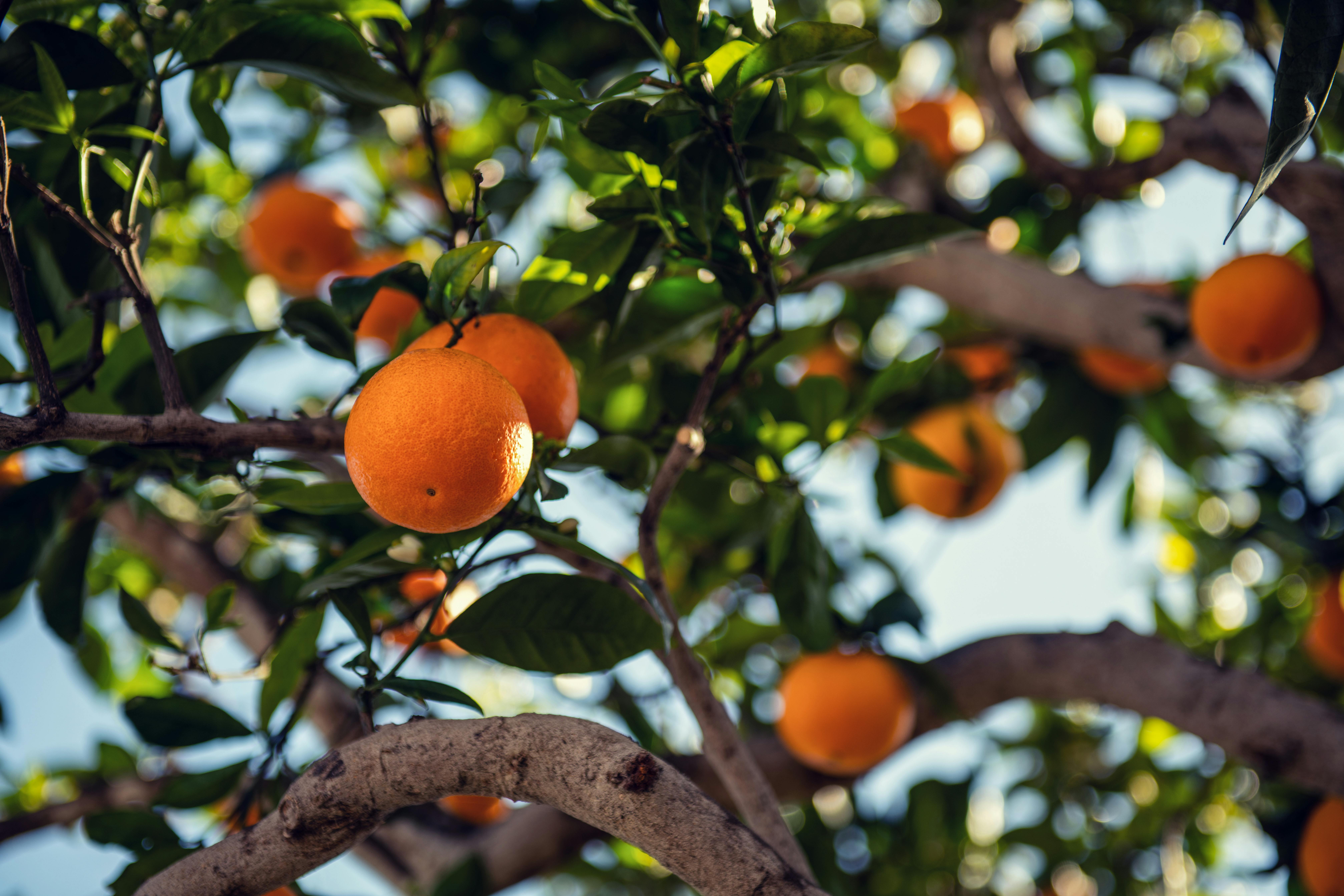 Imagen de ramas de árbol con naranjas y hojas.